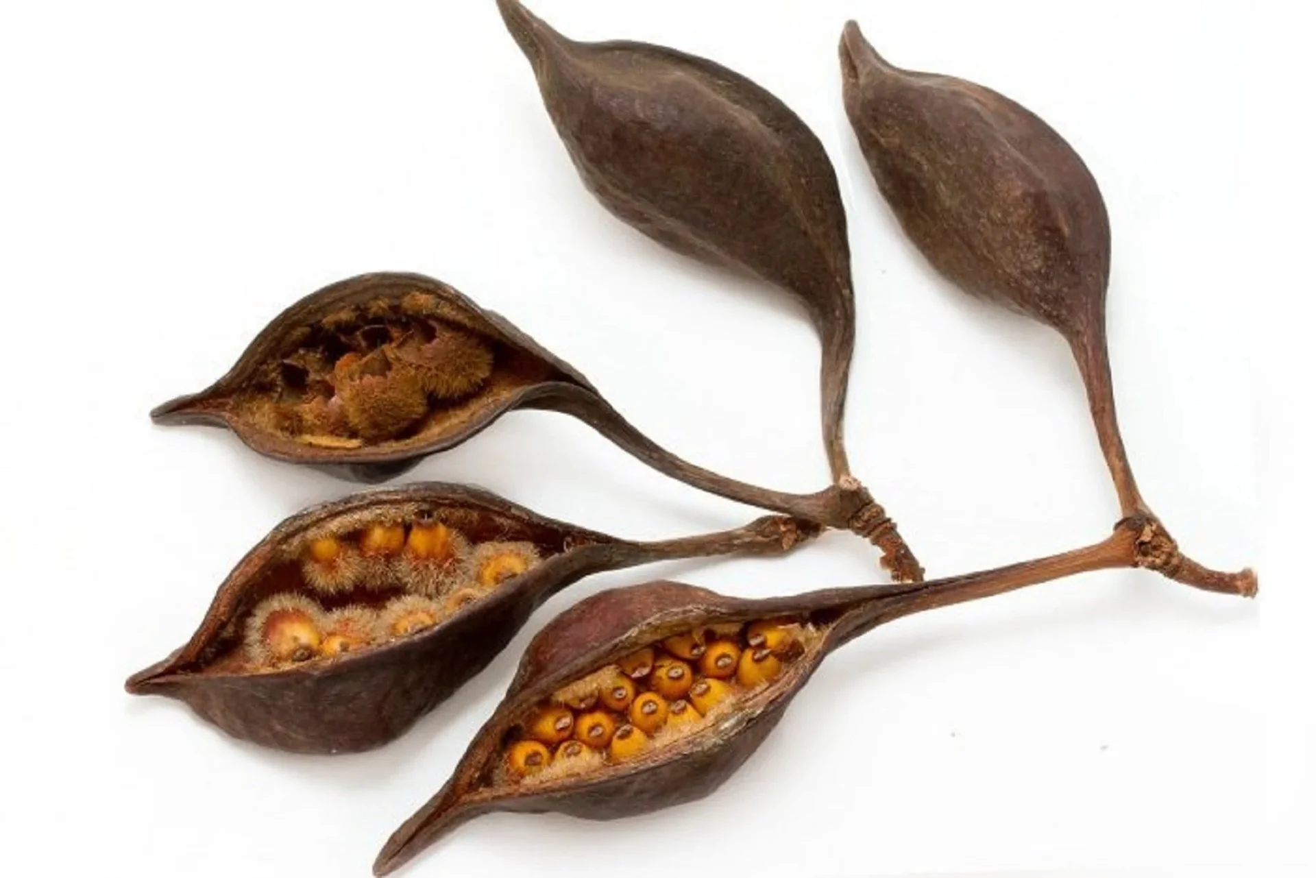 CREAQUA KURRAJONG PODS8685048740631