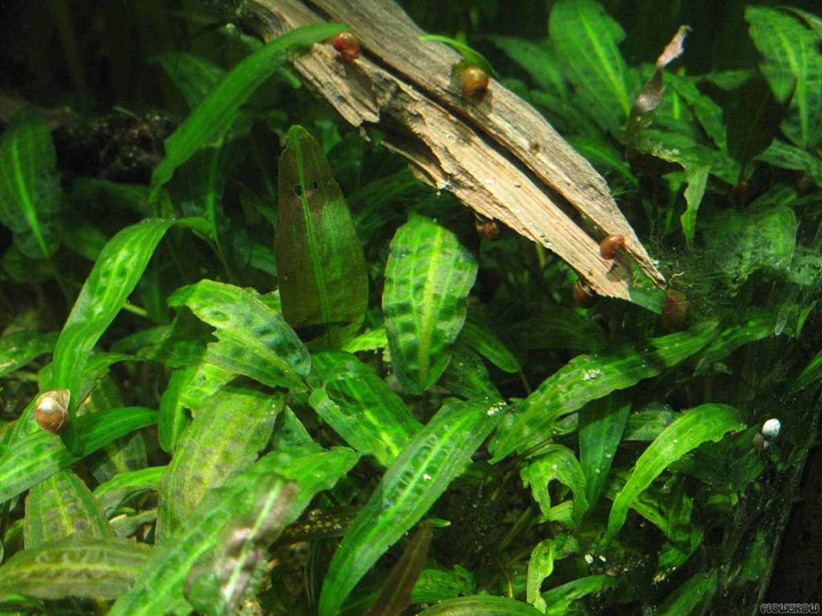 CRYPTOCORYNE AFFİNİS IN VITRO 200 CC DEV KAVANOZC28