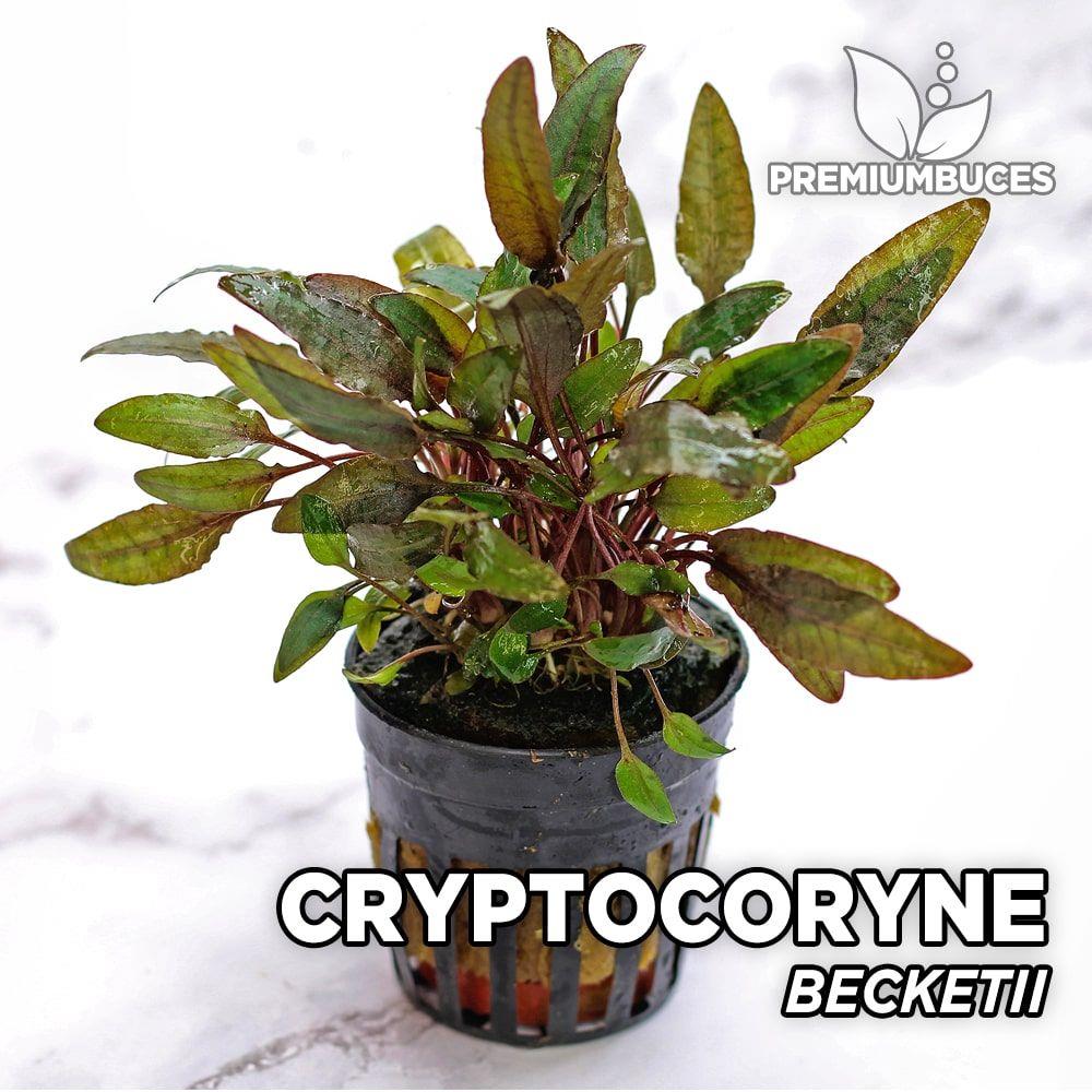 Cryptocoryne becketiiSP1052-P036