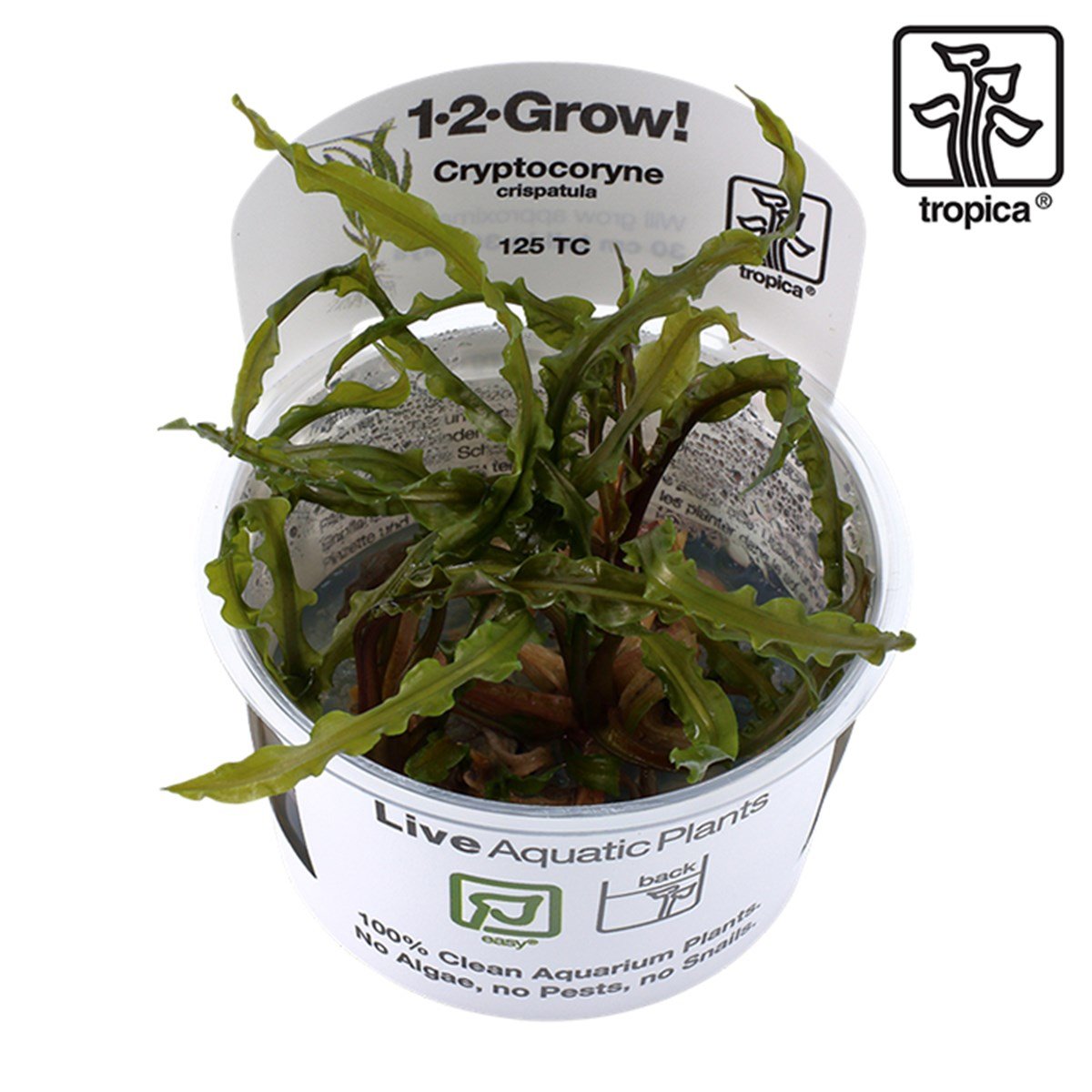 Cryptocoryne crispatula (In Vitro)125TC