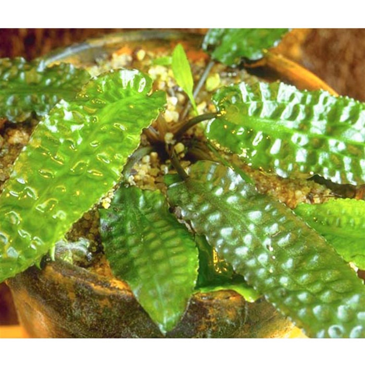 Cryptocoryne hudoroiSP1060A