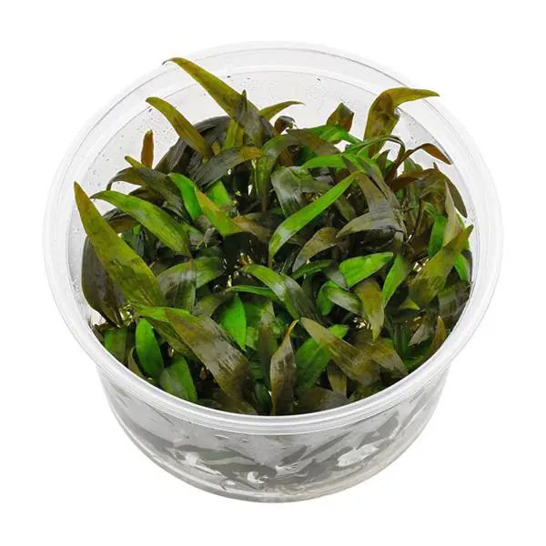 CRYPTOCORYNE PARVA IN VITRO-TROPİCA106TC