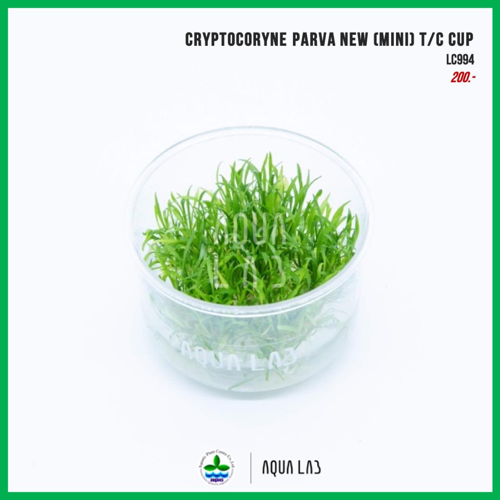 Cryptocoryne parva (In Vitro)106TC