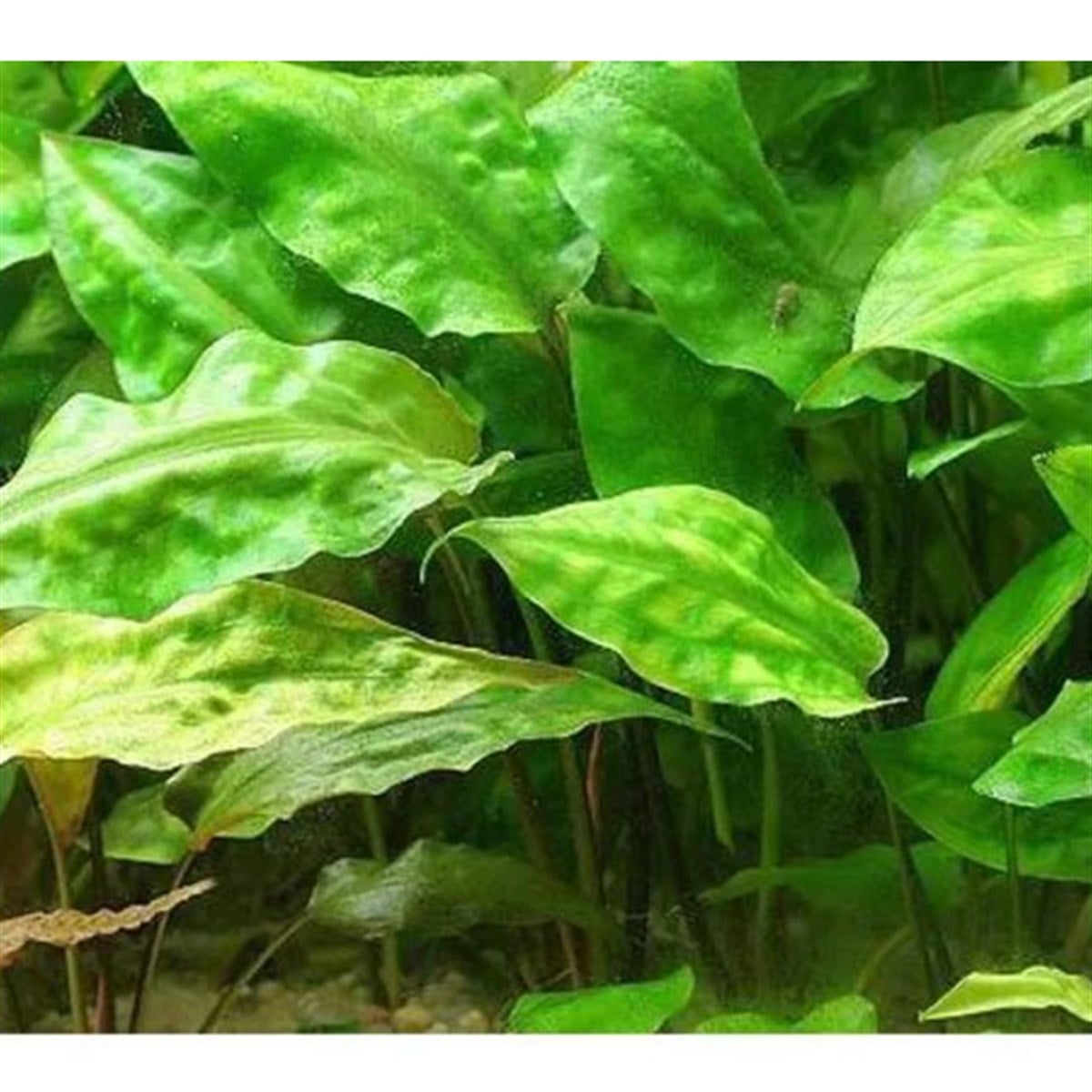 Cryptocoryne pontederiifoliaSP1056