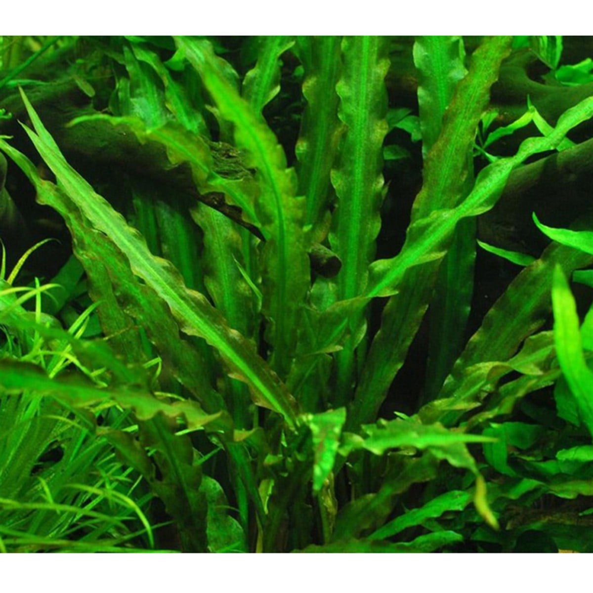 Cryptocoryne spiralisSP1059