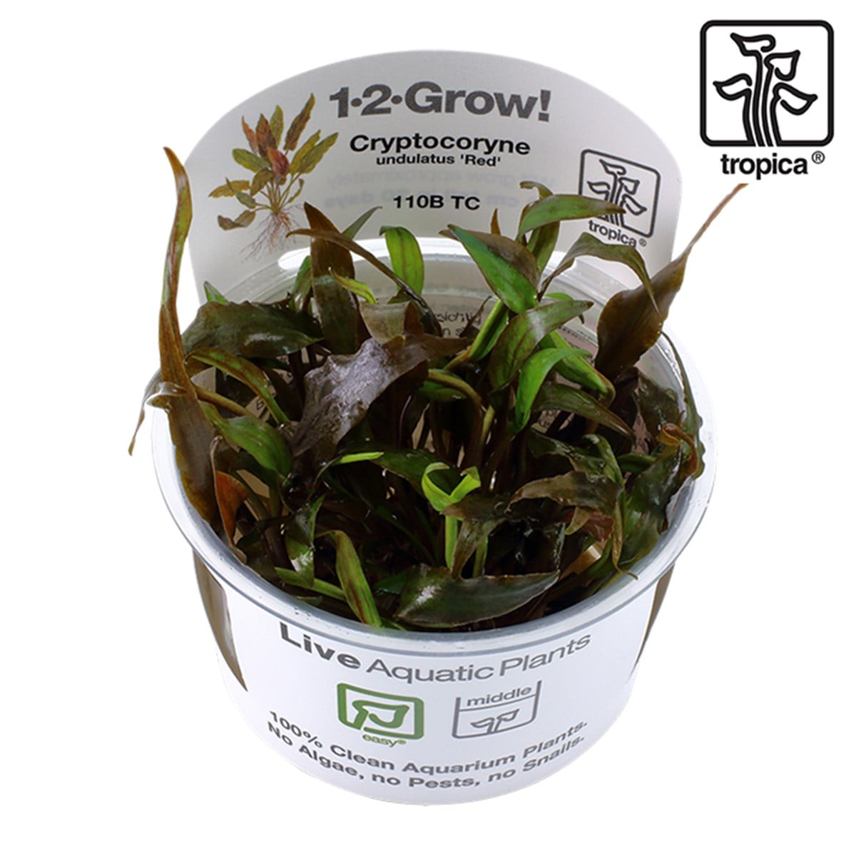 Cryptocoryne undulatus 'Red' (In Vitro)110BTC