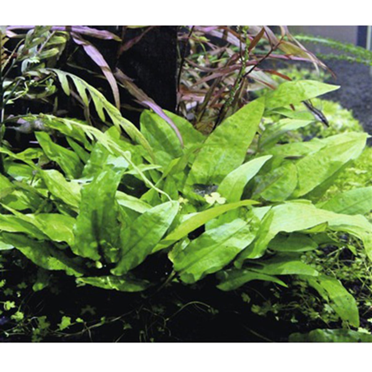 Cryptocoryne wendtii 'broadleaf'SP1057