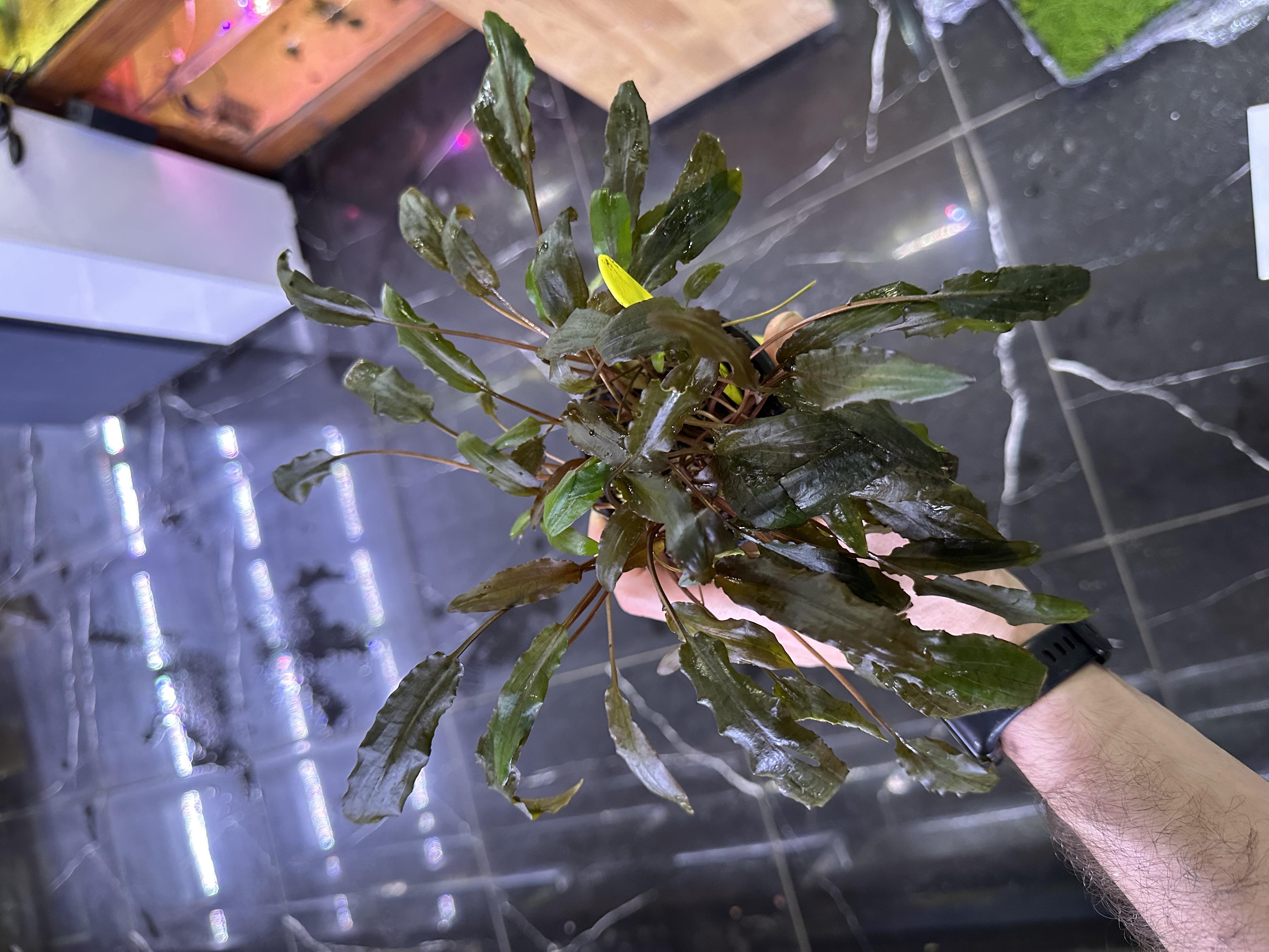CRYPTOCORYNE WENDTİİ TROPİCA BÜYÜK SAKSI1057CRB
