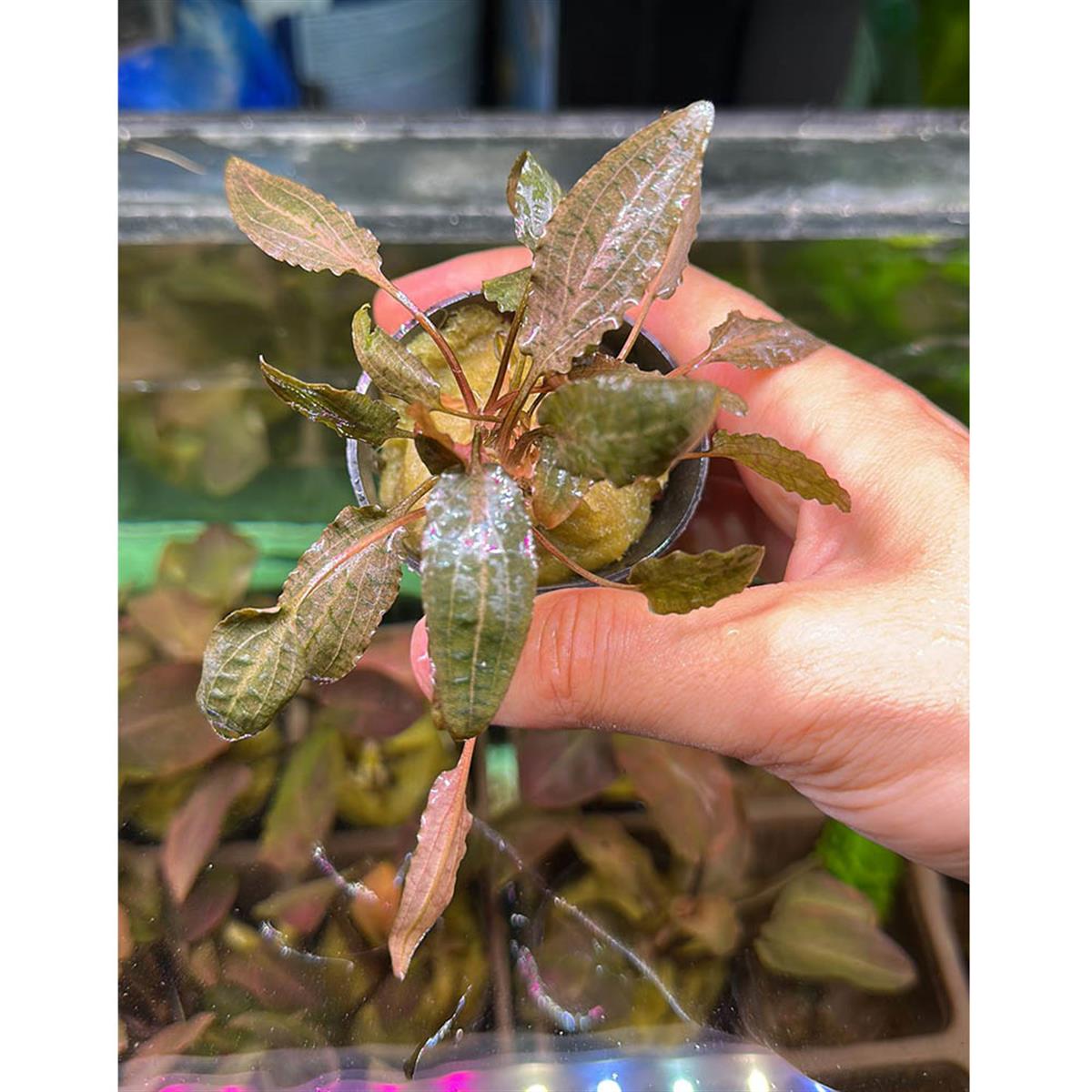 CRYPTOCORYNE WENDTİİ TROPİCA SAKSI1057CR