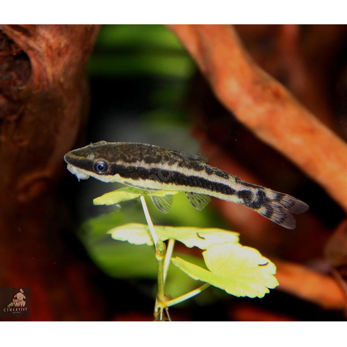 CÜCE OTOCINCLUS AFFİNİS PROFESYONEL YOSUN YİYİCİcanlı-309