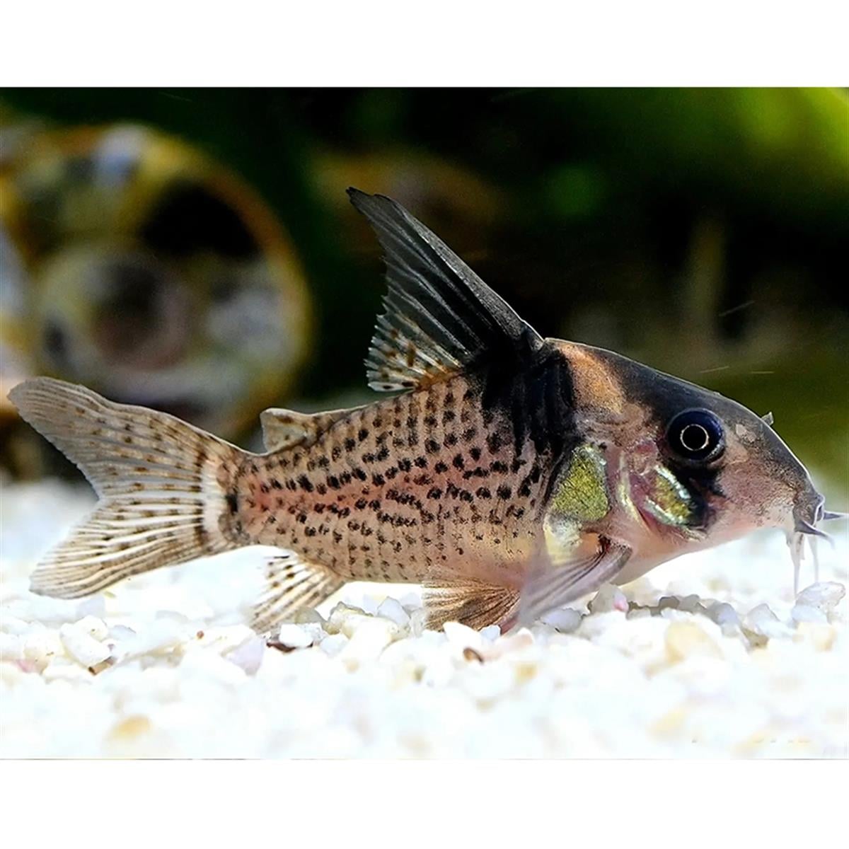 CW027 CORYDORAScanlı-315