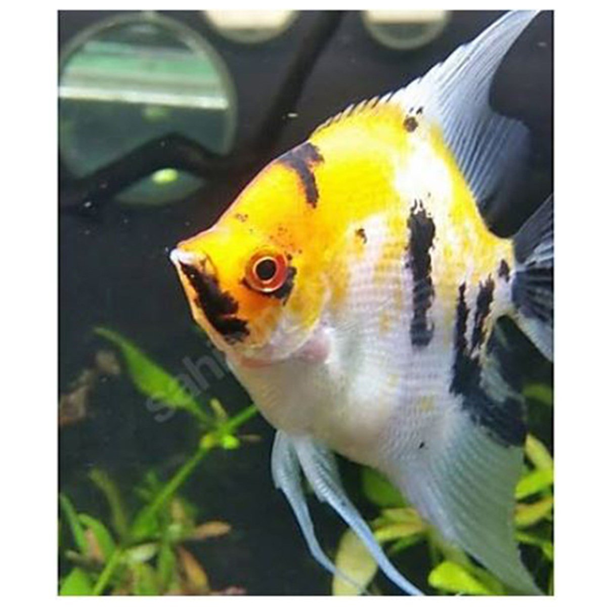 DAMIZLIK MELEK BALIKLARIcanlı-66