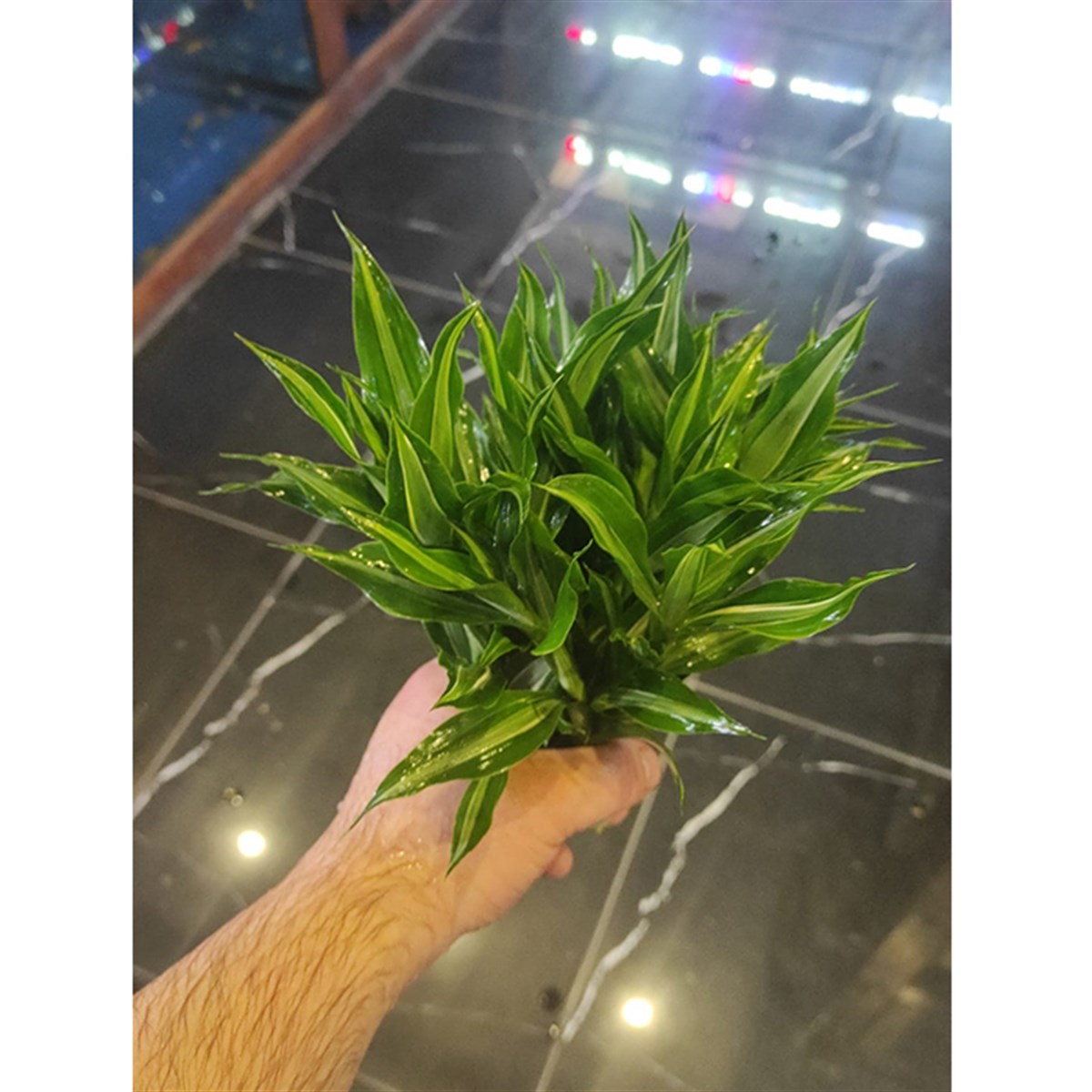 Dracaena deremensis ' Striped 'GLB214