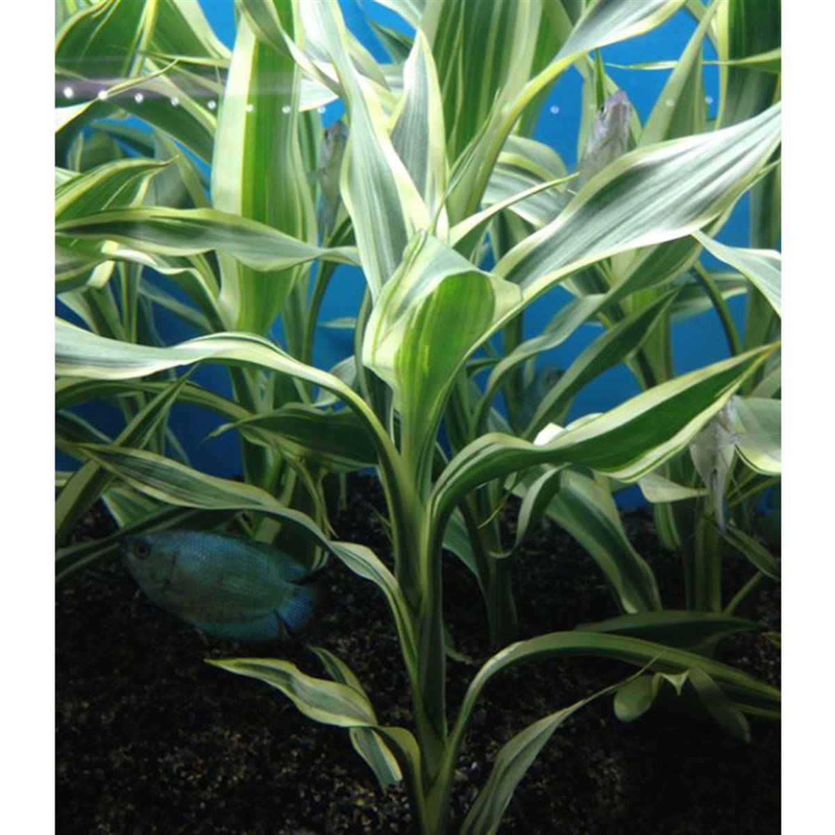 Dracaena Deremensis Stripped3072