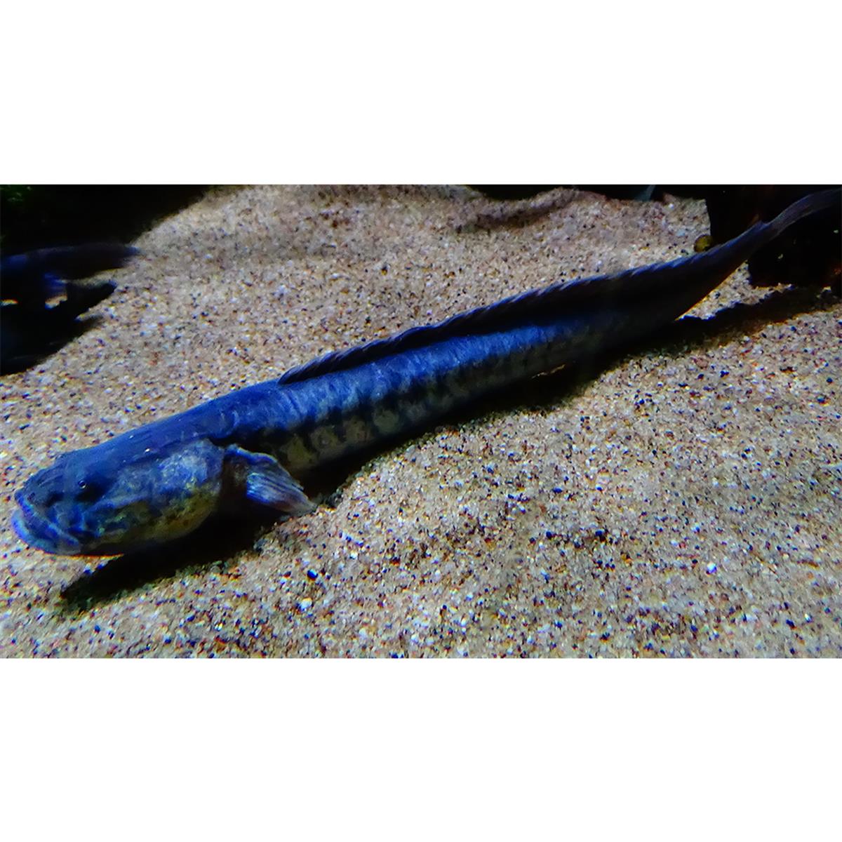 DRAGONE FİSHcanlı-404