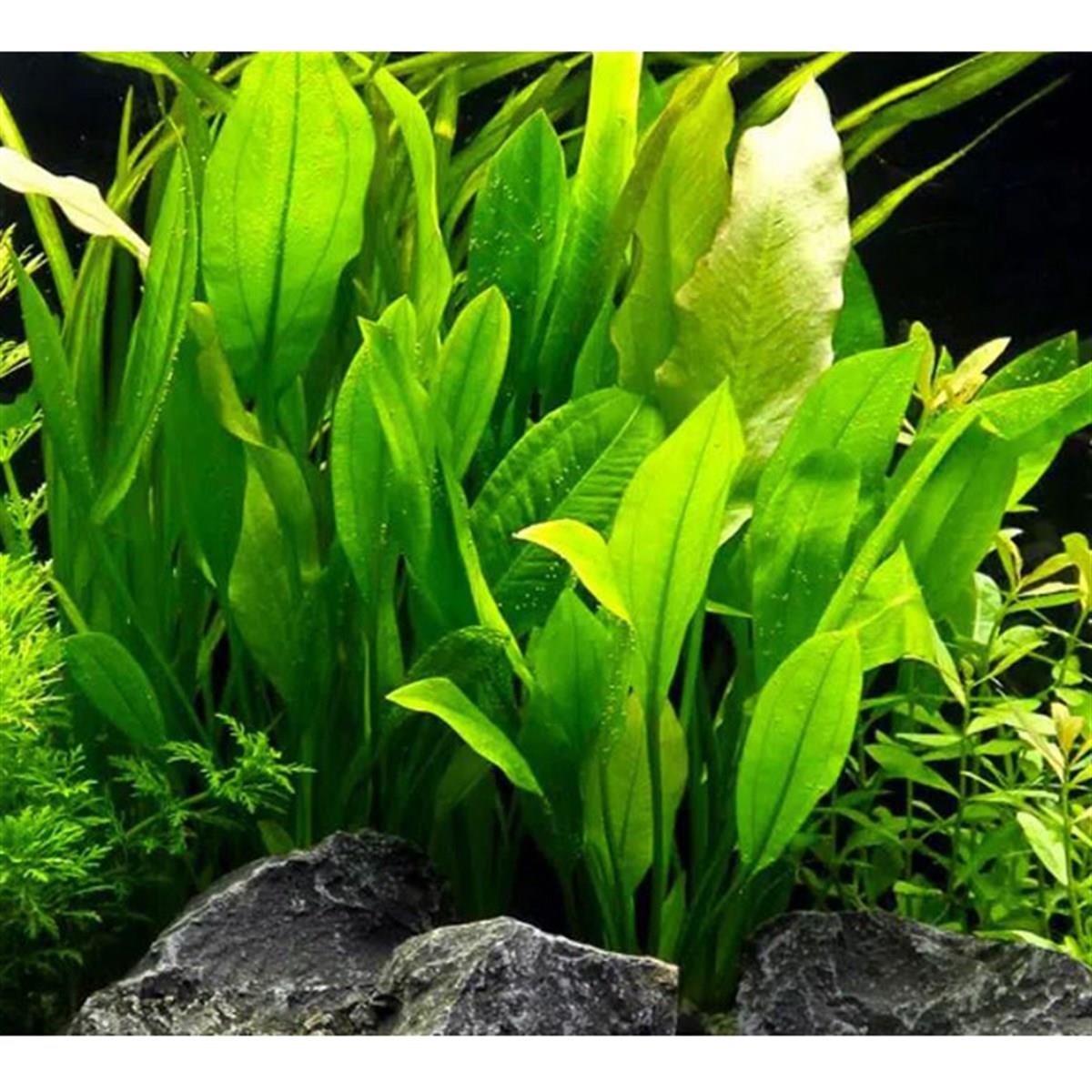 Echinodorus bleheri 'XL'SP1083