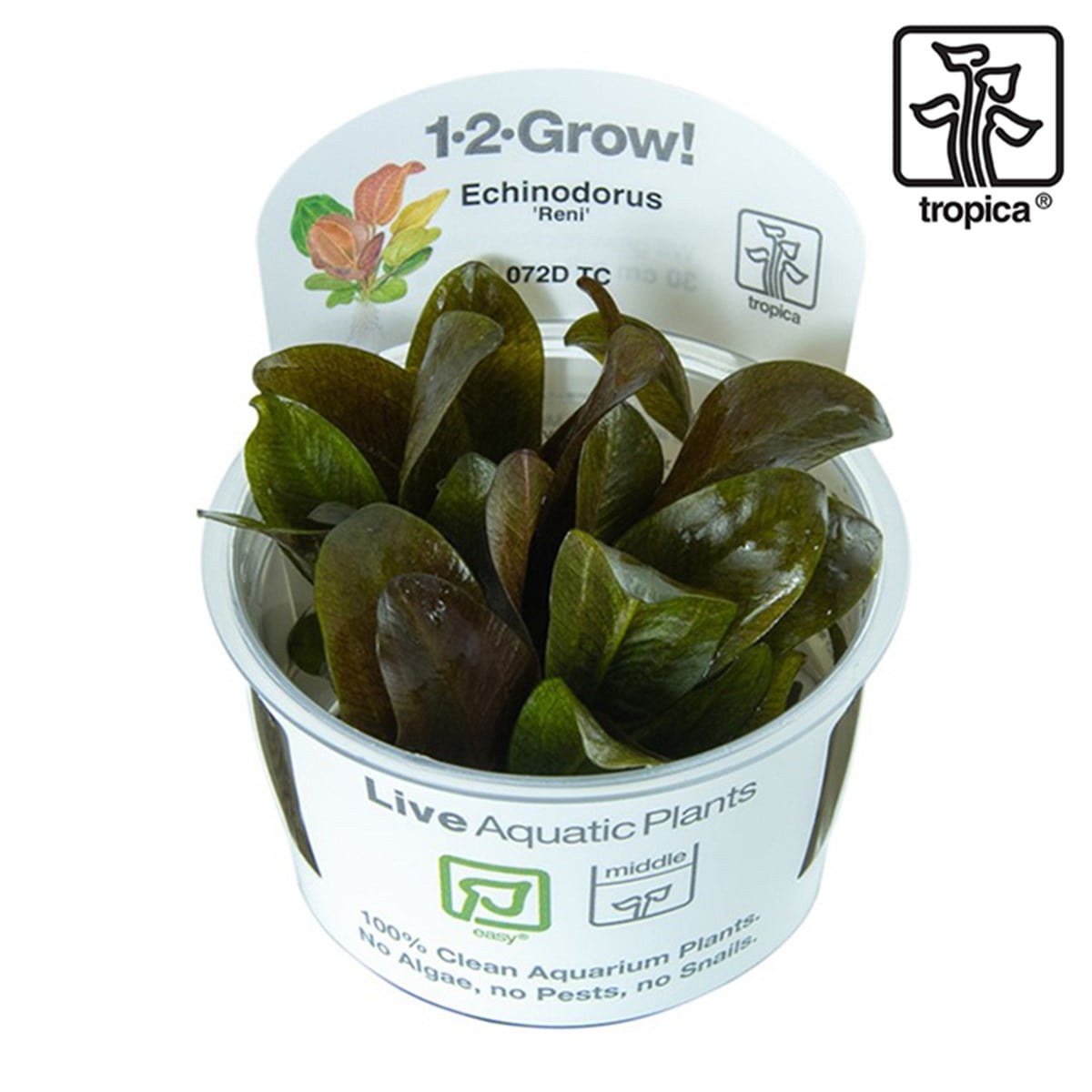 Echinodorus 'Reni' (İn Vitro)072DTC