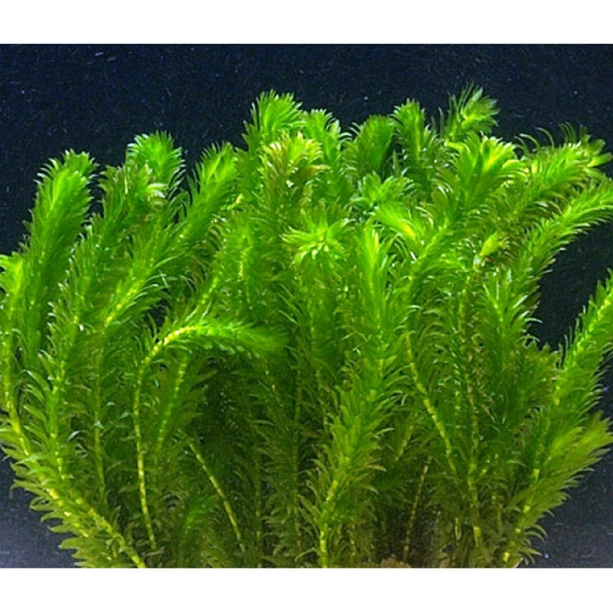 Egeria densaGLB257