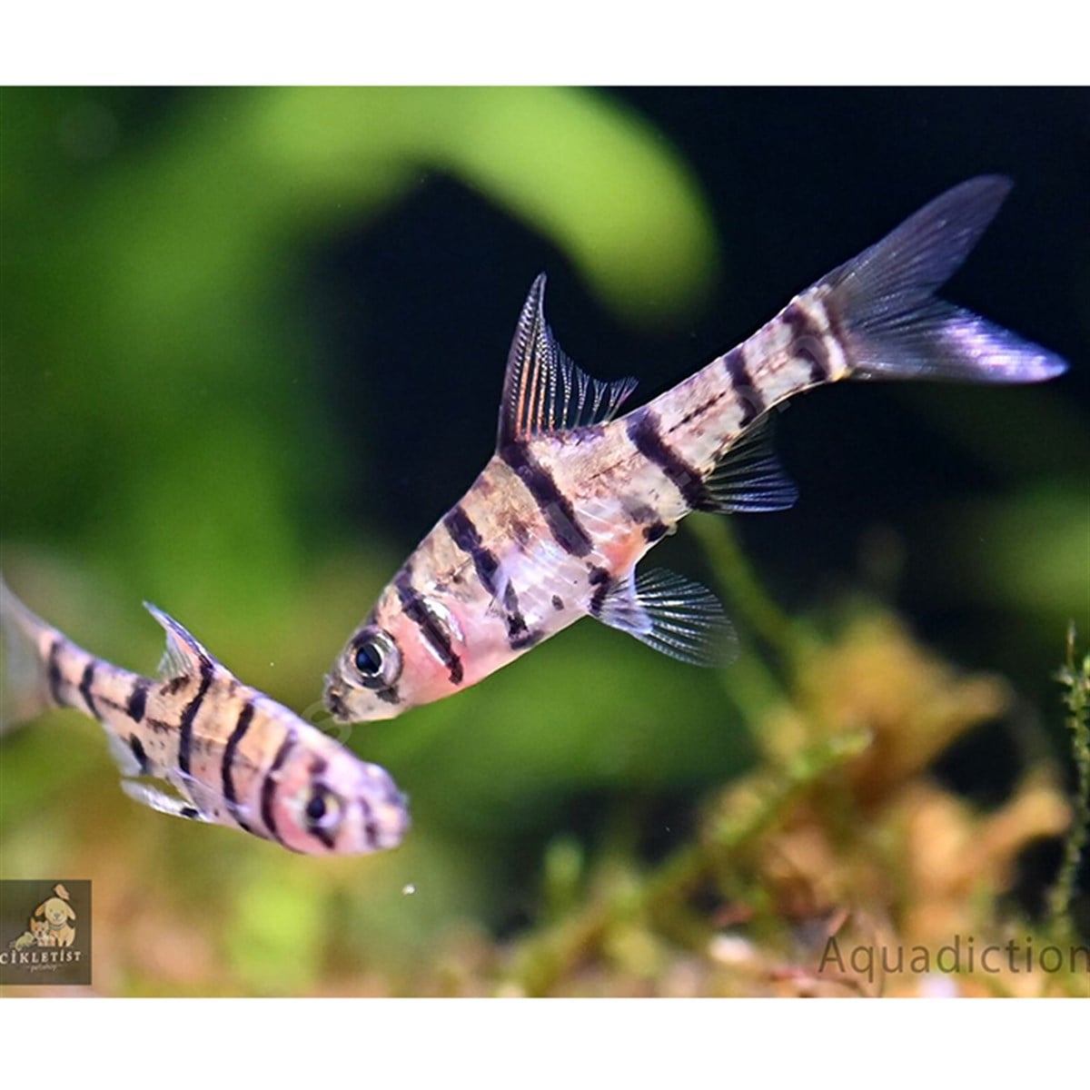 EİGHT BANDED BARBcanlı-244