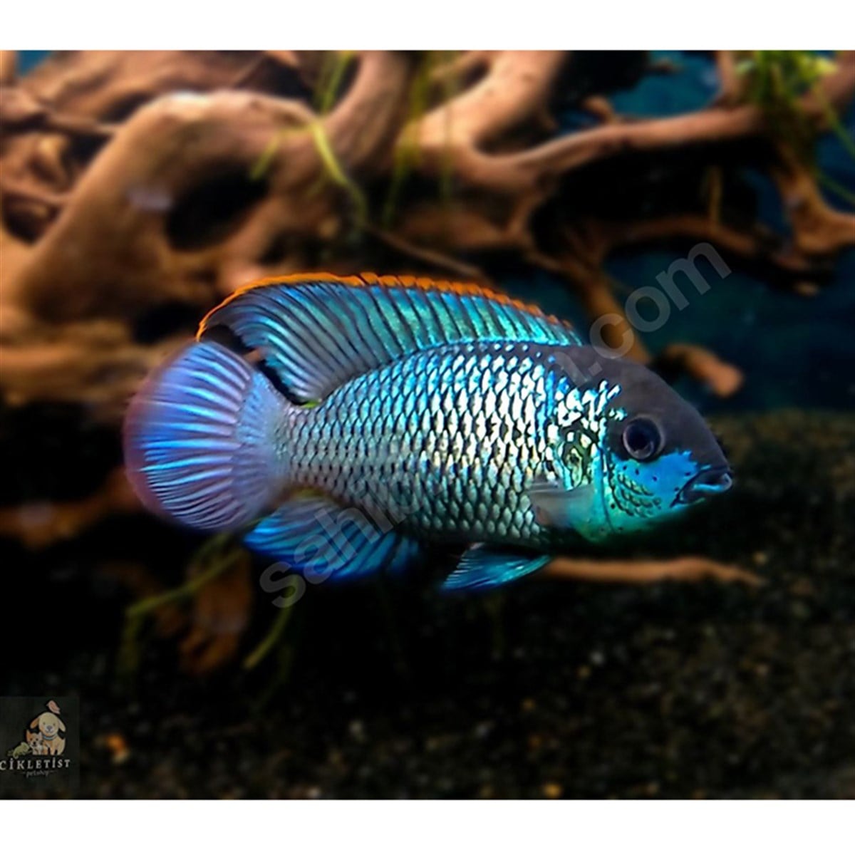 ELECTRIC BLUE ACARAcanlı-215