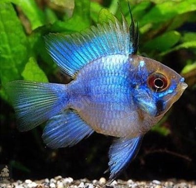 ELECTRİC BLUE BALON RAMİREZİ A+