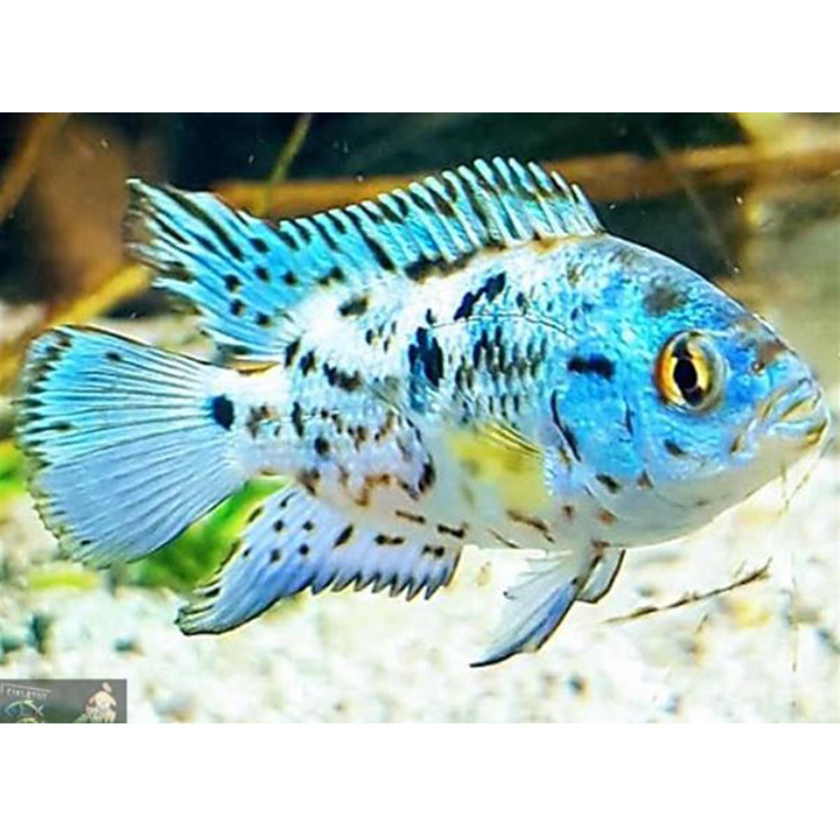 ELECTRİC BLUE JACK DEMPSEY