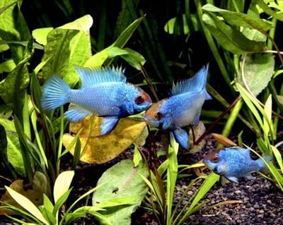 ELECTRIC BLUE RAMİREZİ