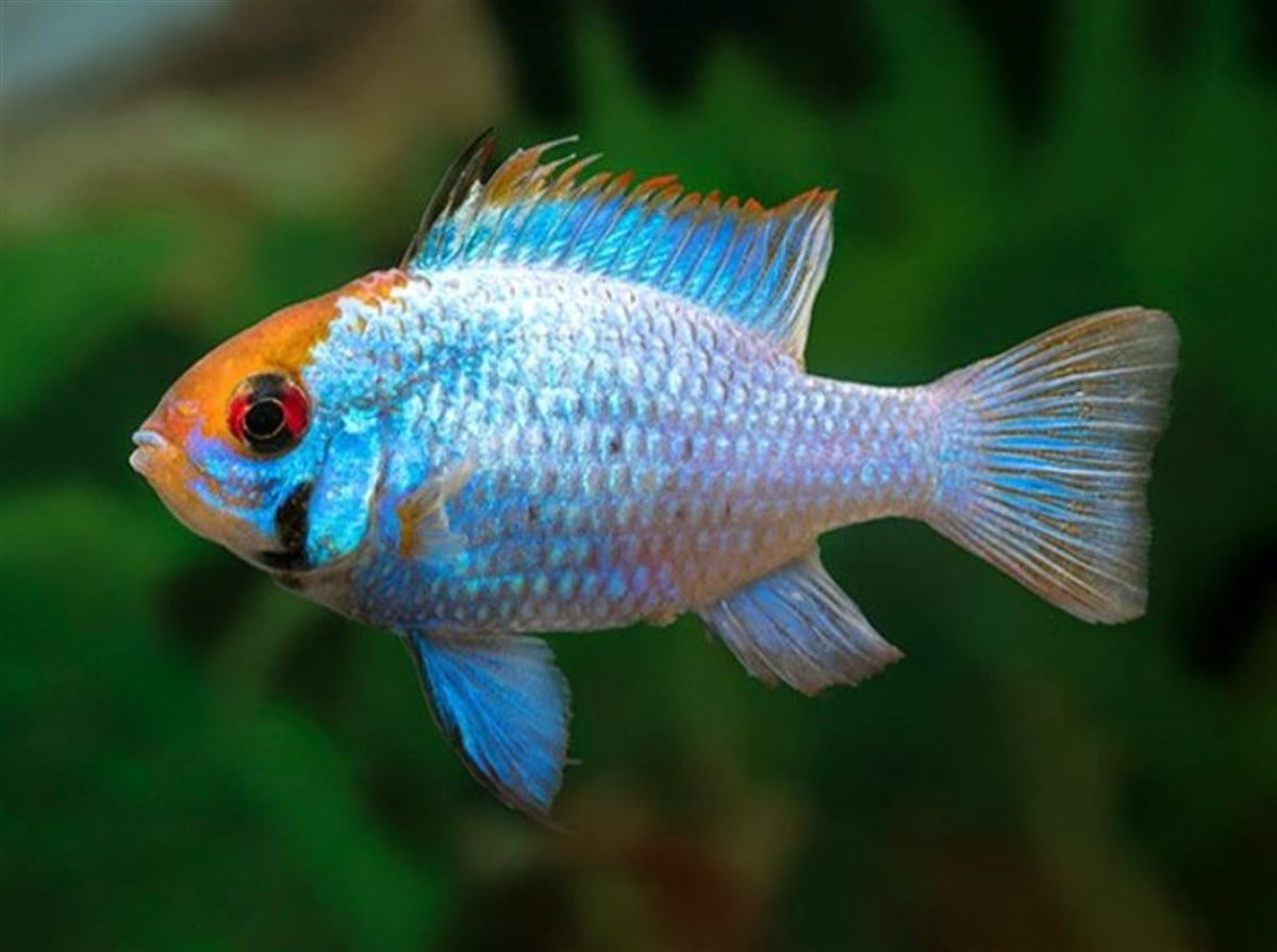 ELECTRIC BLUE RAMİREZİ canlı 454
