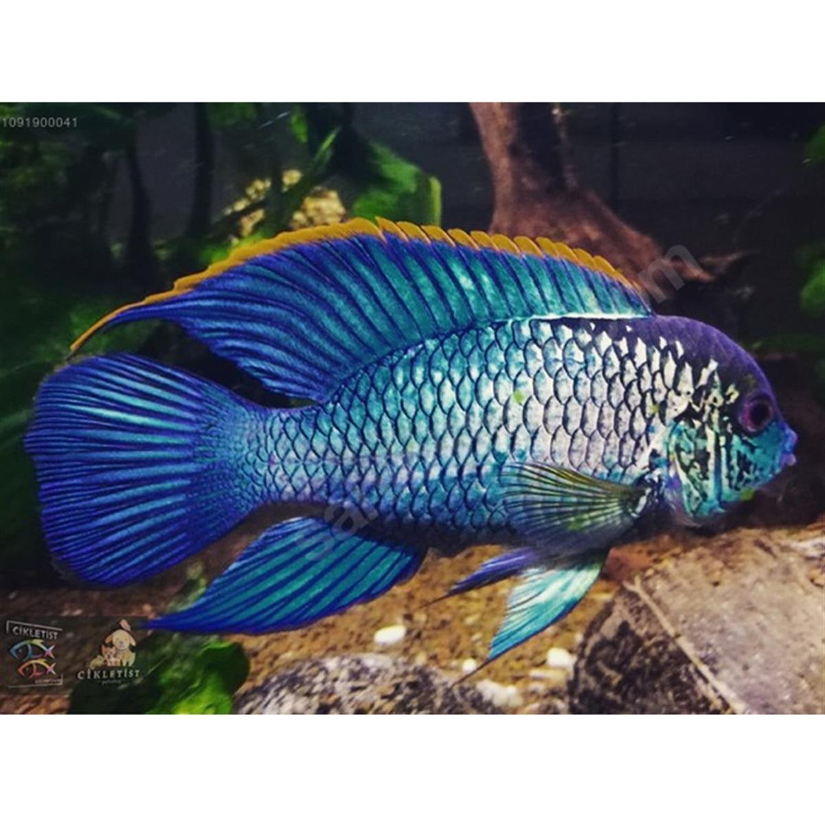 ELEKTRİK BLUE ACARA S BOYcanlı-366