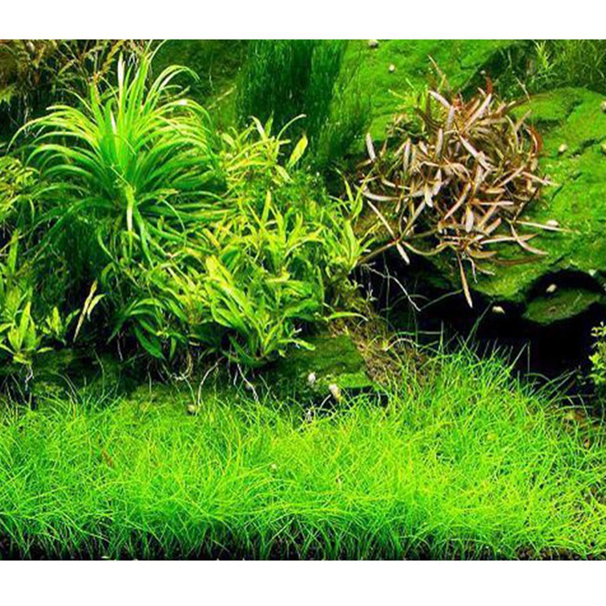ELEOCHARİS PARVULA MINI IN VITRO 200 CC DEV KAVANOZE13