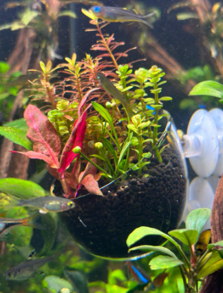 EUROSTAR AKVARYUM CAM İÇİ CAM BİTKİ SAKSISI1670001169007