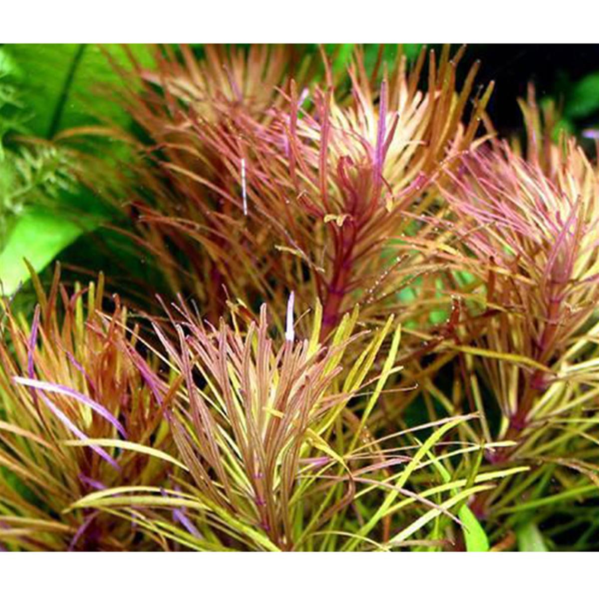 EUSTRALİS STELLATA IN VITRO 200 CC DEV KAVANOZE15