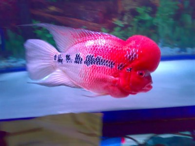 FLOWERHORN
