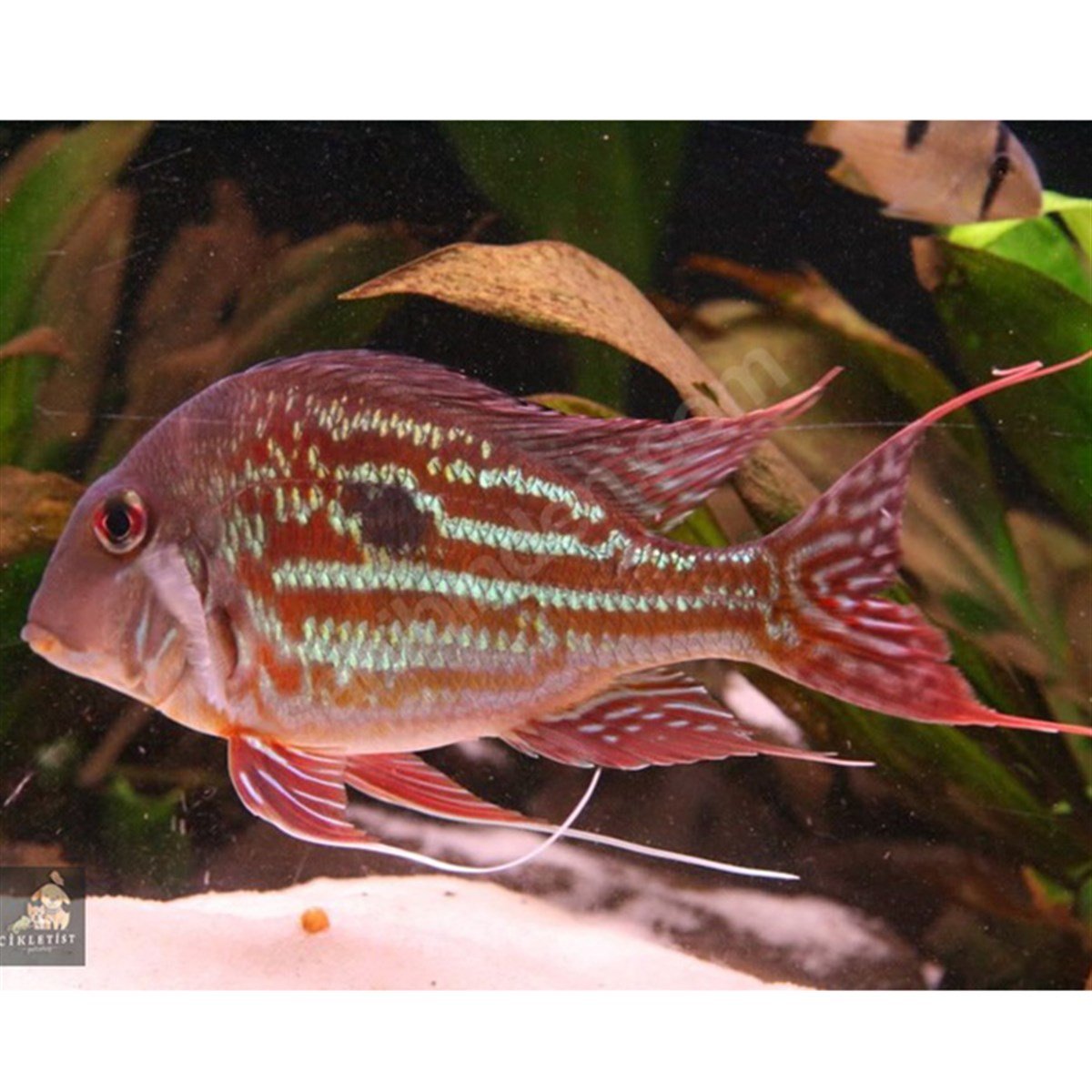 GEOPHAGUS WINEMILLERcanlı-214