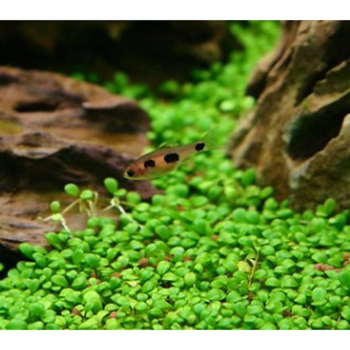 GLOSSOSTİGMA ELATİNOİDES IN VITRO 200 CC DEV KAVANOZG01