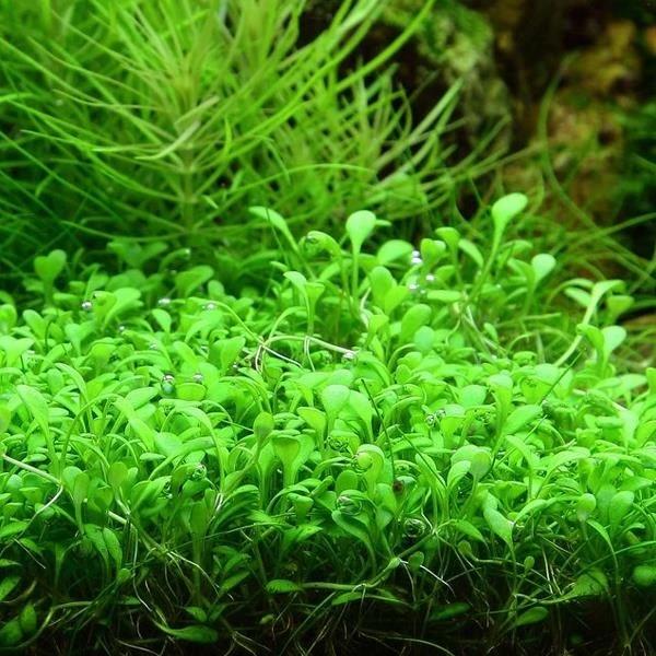 GLOSSOSTİGMA ELATİNOİDES IN VITRO CREAQUAG01CR