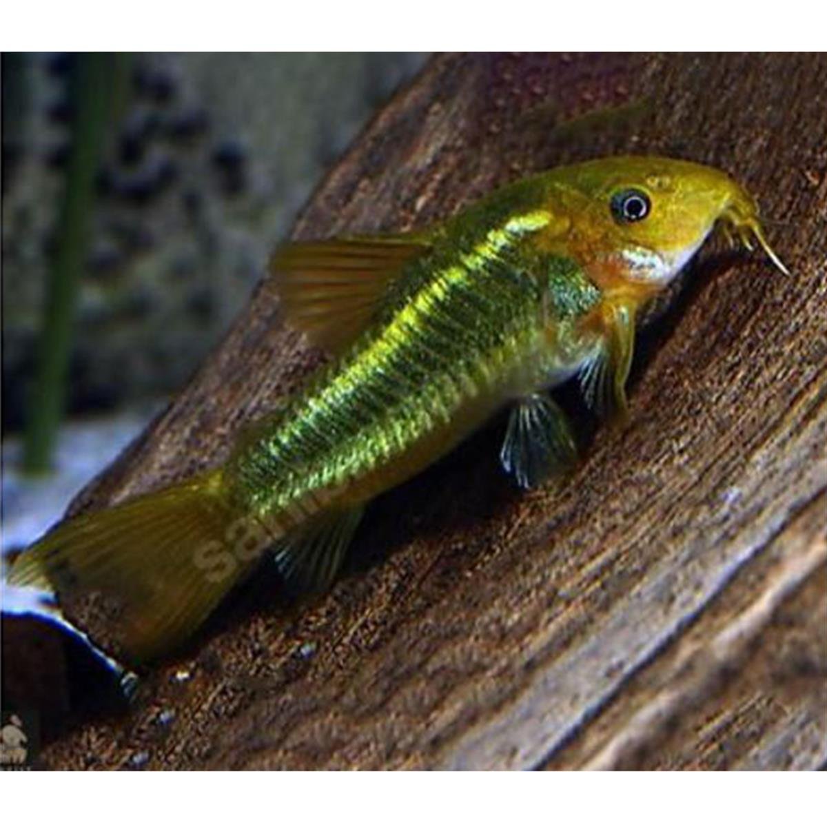 GREEN LAZER ÇÖPÇÜ BALIKLARIcanlı-299