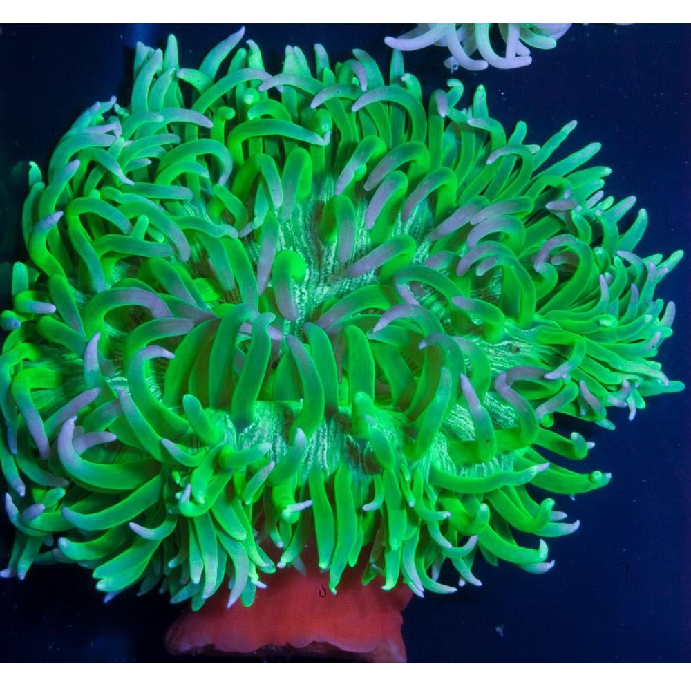 Green Long Tentacle Anemonecanlı-431