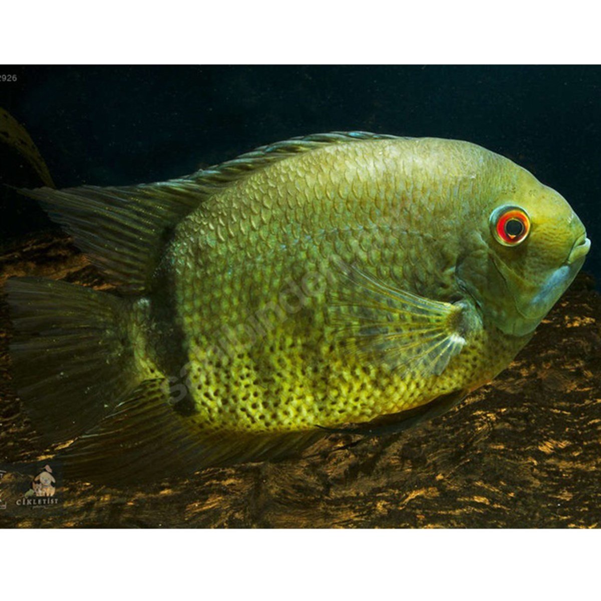 GREEN SEVERUM CİKLET BALIKLARIcanlı-210