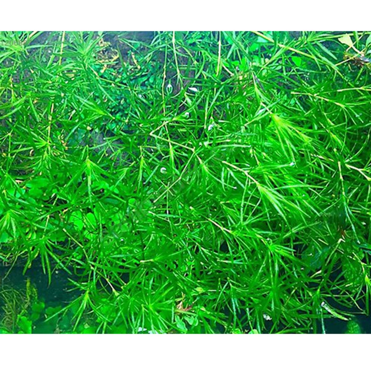 GUPPY GRASS (LEPİSTES OTU)SP1182
