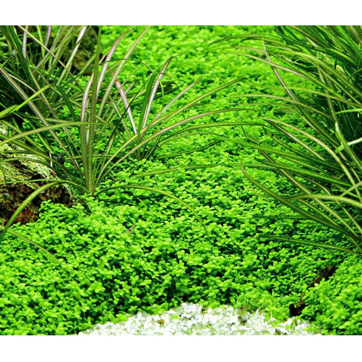 HEMİANTHUS CALLİTRİCHOİDES  CUBA IN VITRO 200 CC DEV KAVANOZH02