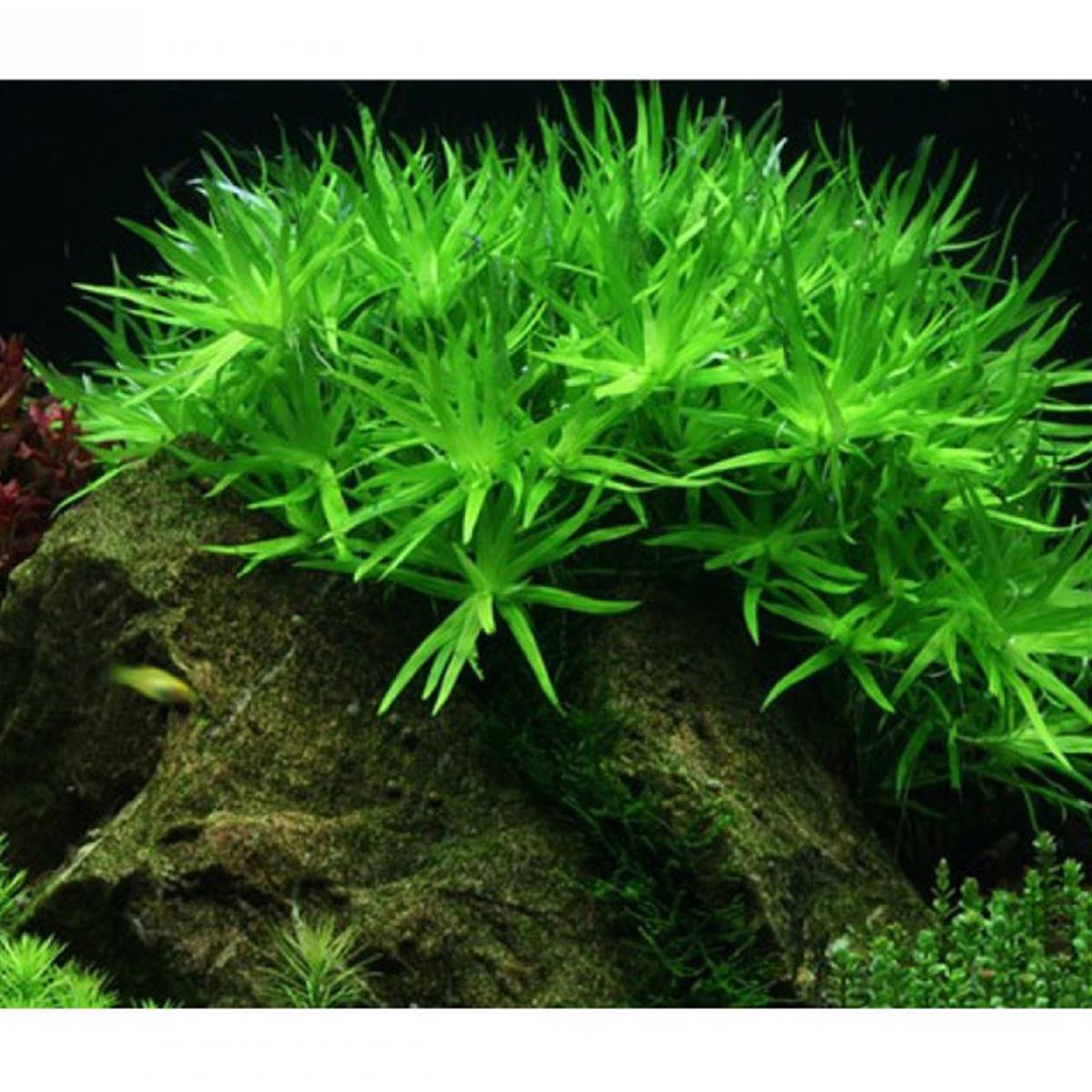 HETERANTHERA ZOSTERİFOLİA IN VITRO 200 CC DEV KAVANOZH06