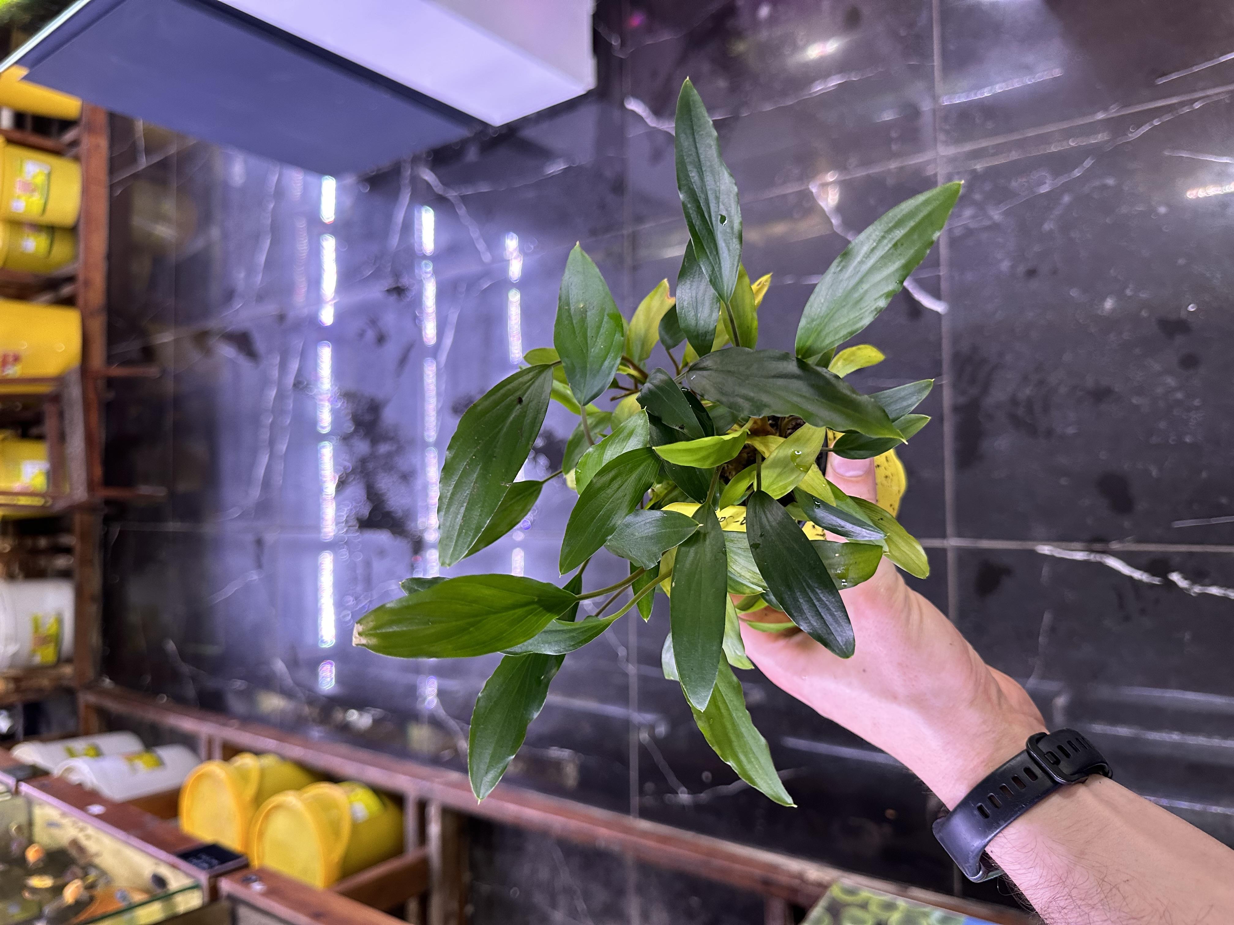 HOMALOMENA SP. SEKADAU BÜYÜK SAKSIH04CRBB