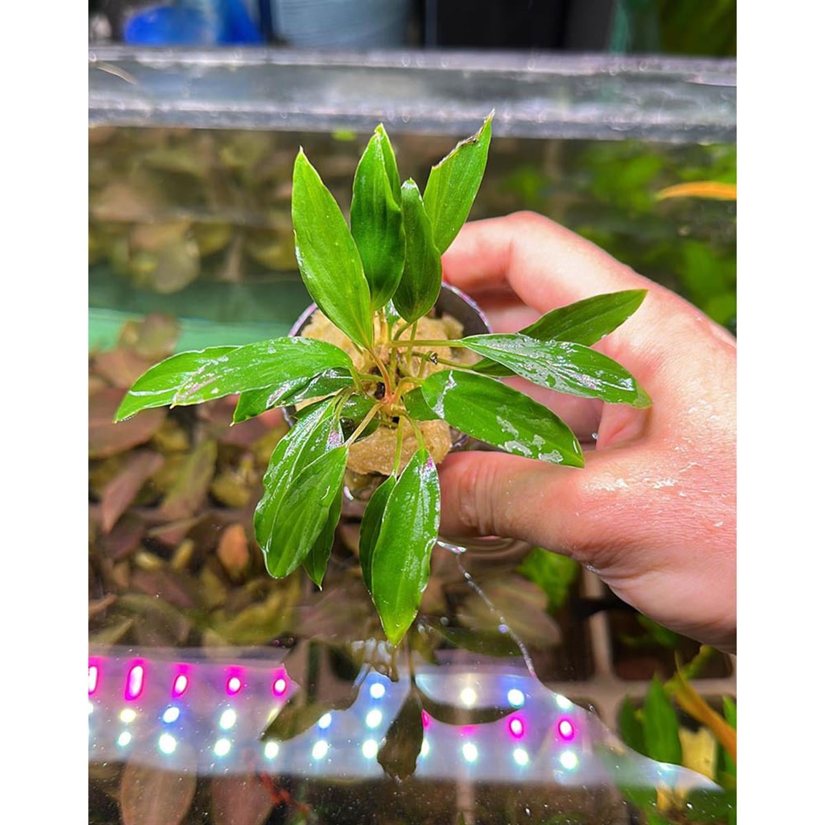 HOMALOMENA SP. SEKADAU SAKSIH04CRB