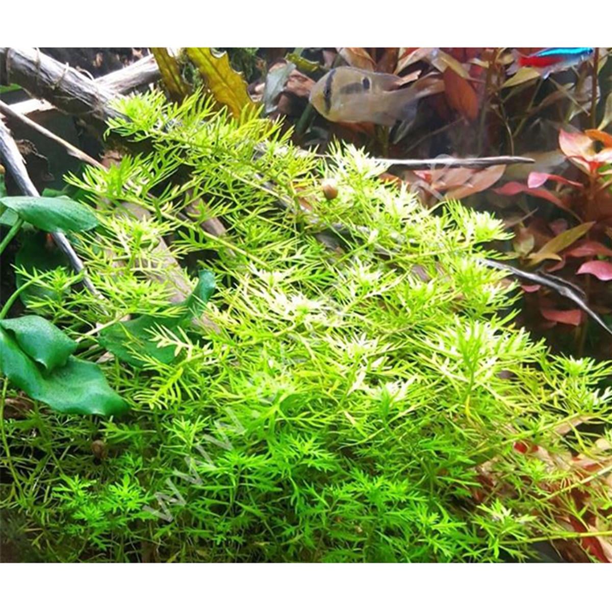 HOTTNİA PALUSTRIS IN VITROH05