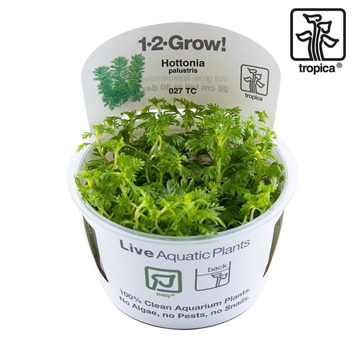 Hottonia palustris (İn Vitro)027TC