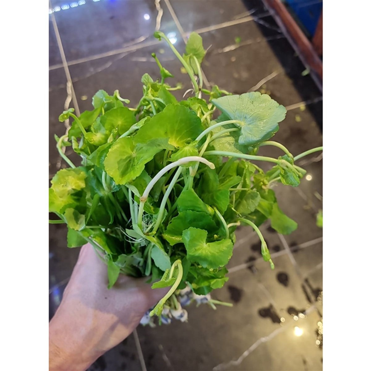 Hydrocotyle leucocephalaGLB304
