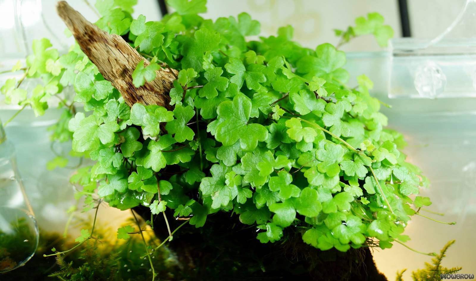 HYDROCOTYLE TRİPARTİTA SP JAPAN / BUKETH08