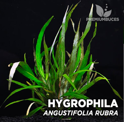 Hygrophila Angustifolia Rubra B394