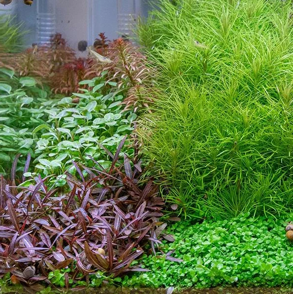 Hygrophila Araguaia buketh40b